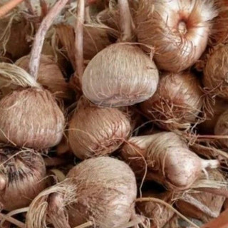 پیاز زعفران - ۱ کیلو